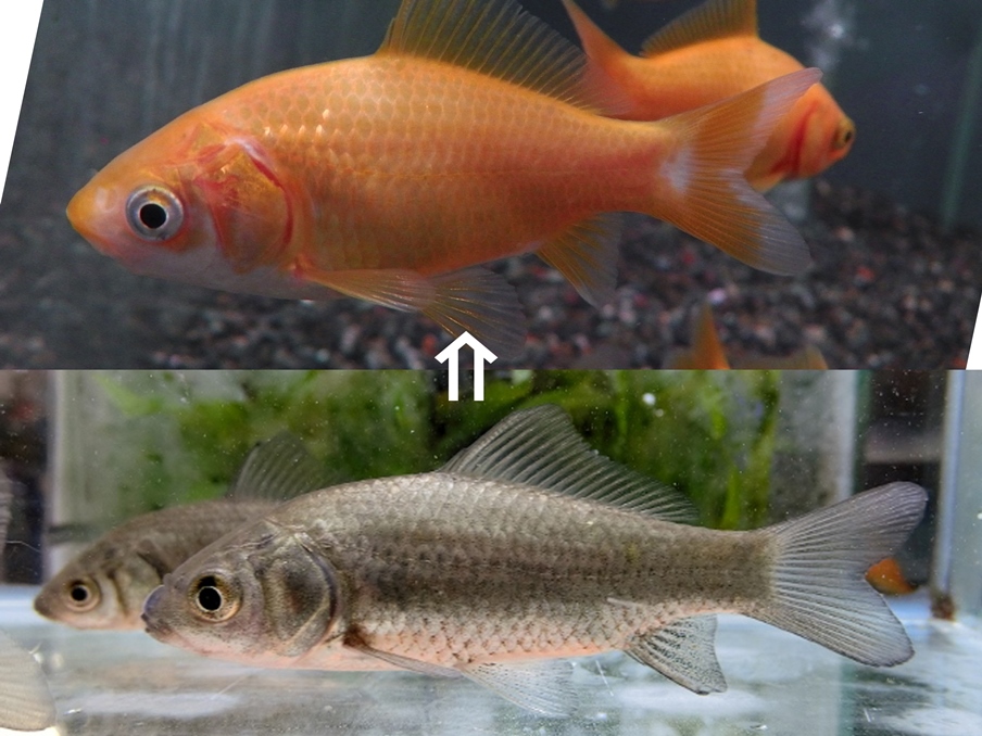 金魚の起源