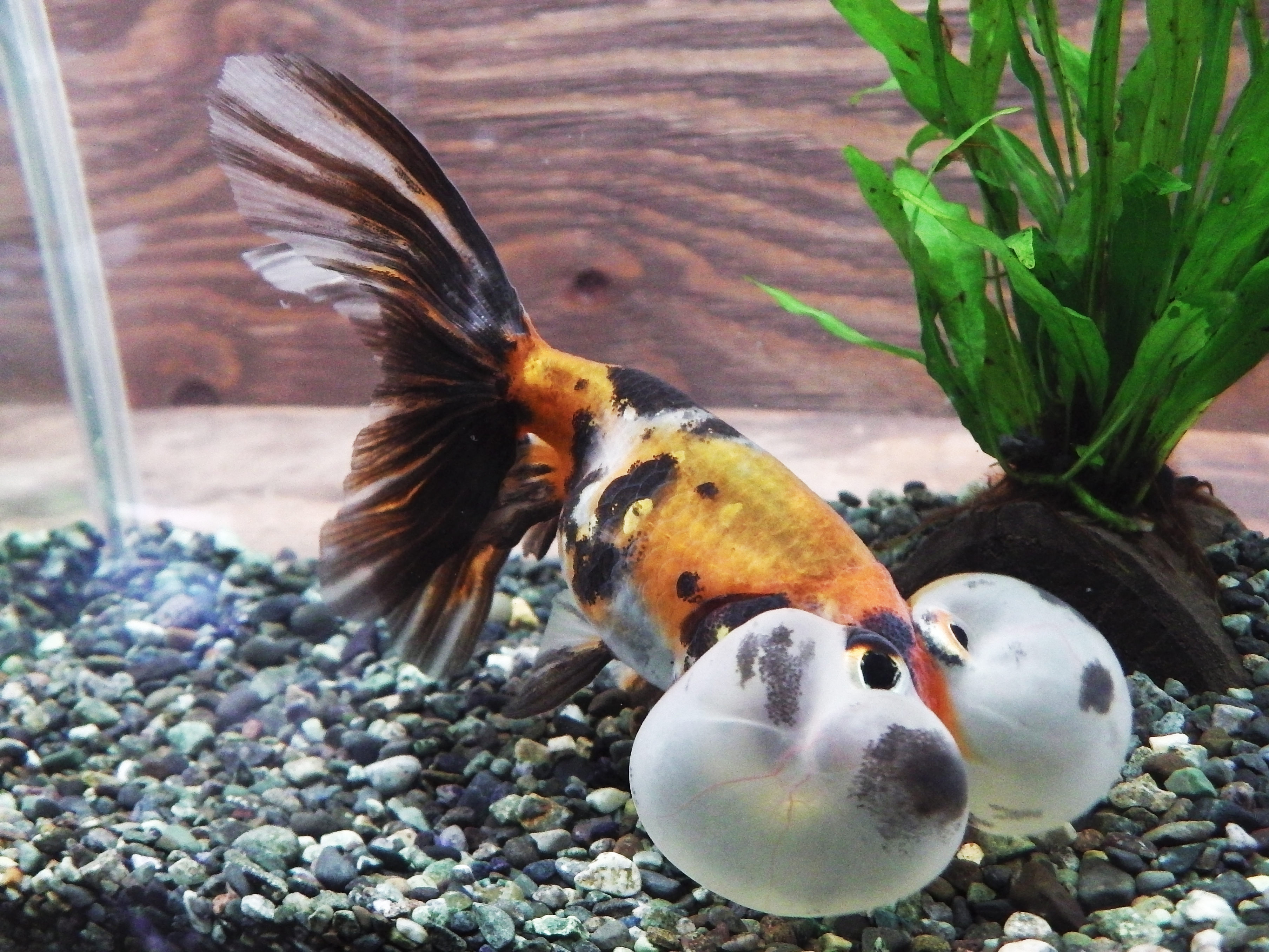 金魚の図鑑 色々な金魚をビジュアル付で紹介 いきものマガジン That S Th Life