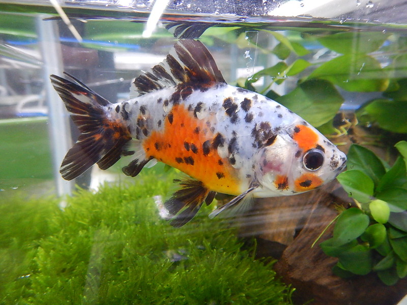 金魚の図鑑 色々な金魚をビジュアル付で紹介【いきものマガジン That's th life】