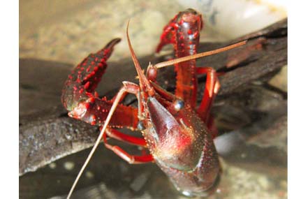 ザリガニの飼い方