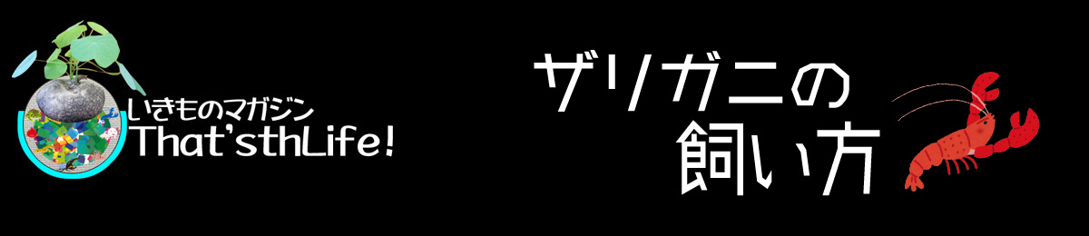 ザリガニの飼い方"