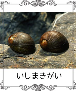 石巻貝