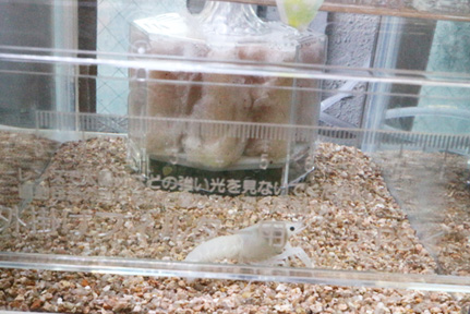 測定