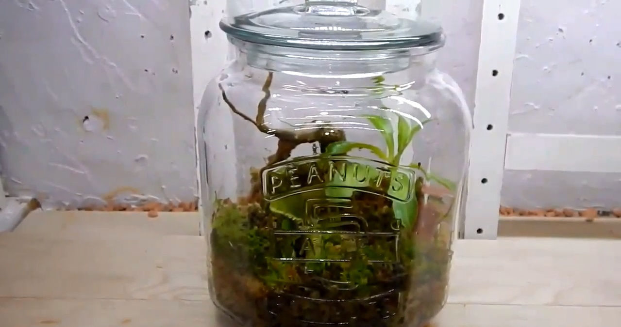 レッツｄｉｙ お手入れ簡単 食虫植物を使ったボトルボタニカルガーデンをつくろう