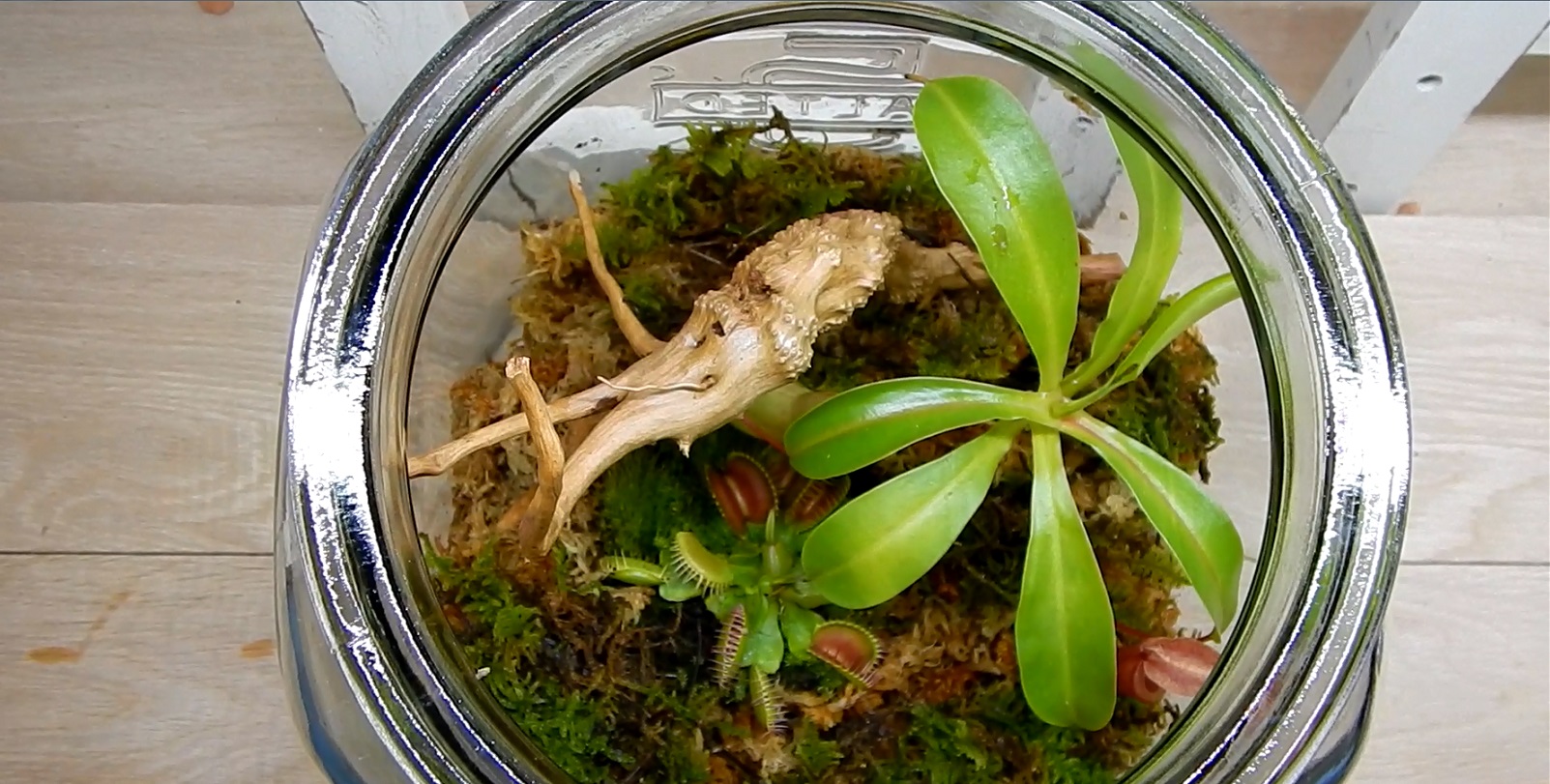 レッツｄｉｙ お手入れ簡単 食虫植物を使ったボトルボタニカルガーデンをつくろう