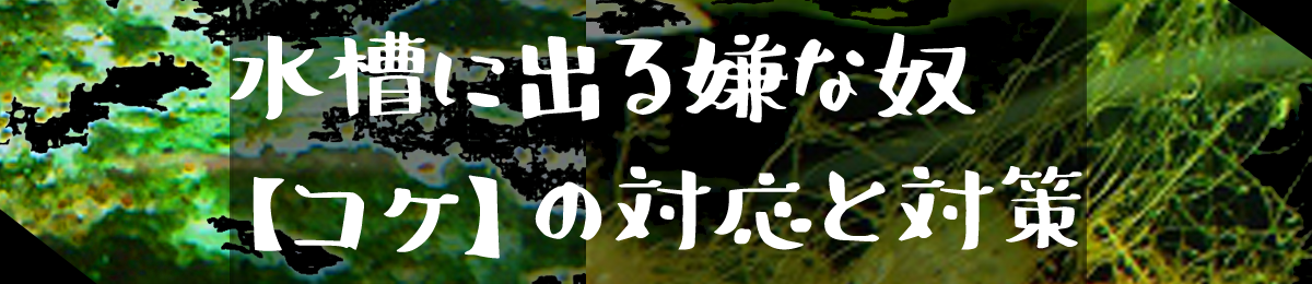 水槽に出るコケのお話"